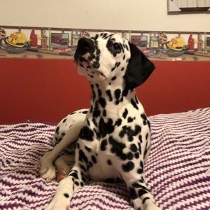 Meet your Posher, Jacob